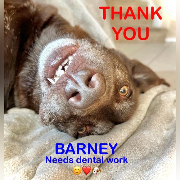 ASPCA Christmas Golden Retriever Dog Holiday Stocking NWT - Picture 3 of 3